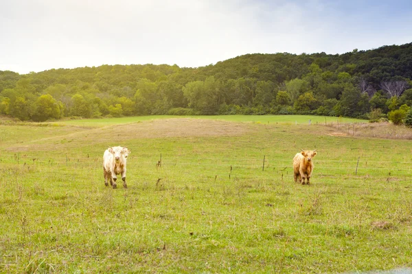 Волосатые коровы — стоковое фото
