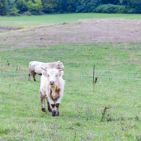 Vacas peludas — Foto de Stock