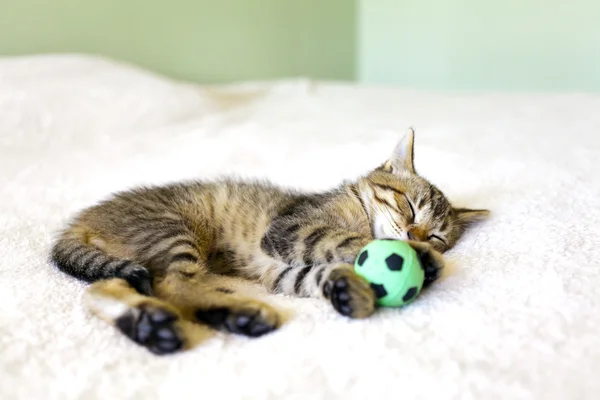 Kätzchen mit Fußballball — Stockfoto