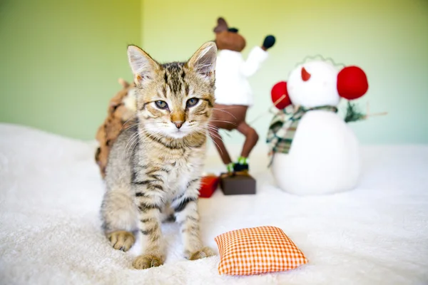 Gattino con decorazione natalizia — Foto Stock