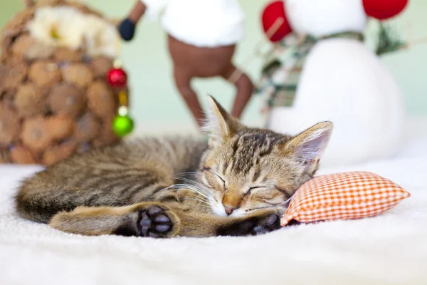 Kitty con decoración de Navidad — Foto de Stock