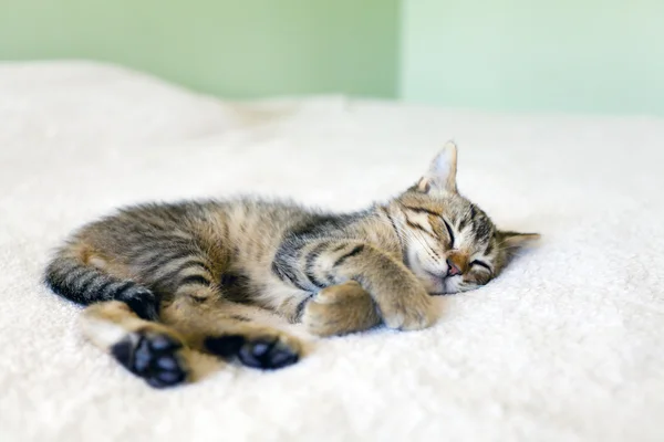 Kitty siesta — Foto de Stock
