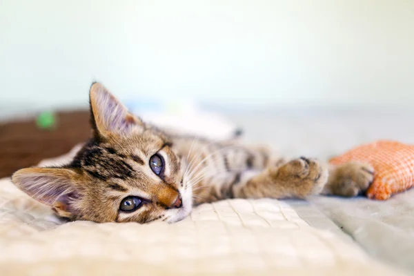 Soneca gatinho — Fotografia de Stock
