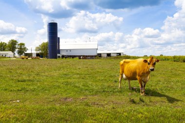 Cows with cloudy sky clipart