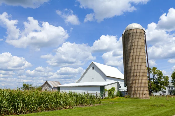 Bauernhof mit Maisfeld — Stockfoto