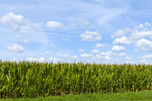 Corn Field — Stock Photo, Image