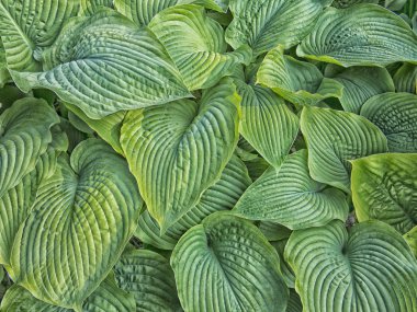 Hosta arka plan