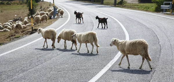 Овцы переходят дорогу — стоковое фото