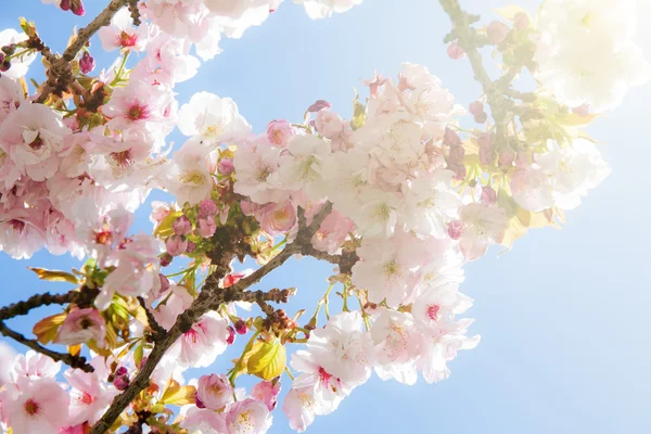 stock image Beautiful summer blossom tree