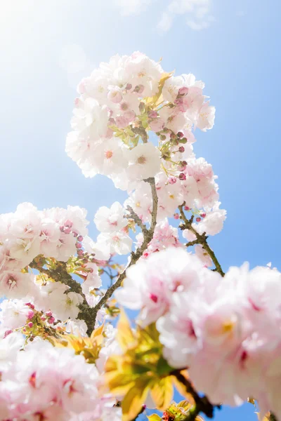 stock image Beautiful summer blossom tree