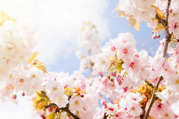 Mooie zomerse bloesem boom Stockfoto
