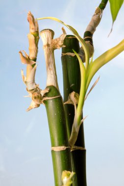 bambu çubuk