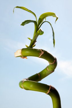 bambu çubuk