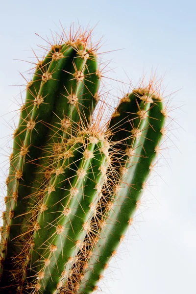 stock image Cactus plant