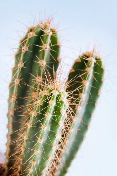 stock image Cactus plant