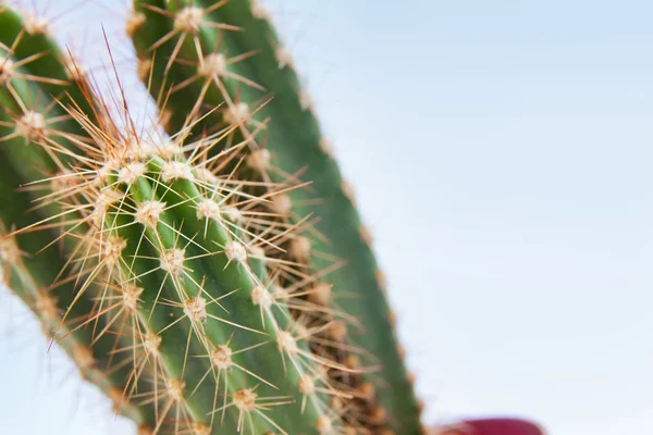 stock image Cactus plant