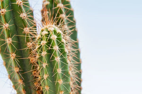 stock image Cactus plant