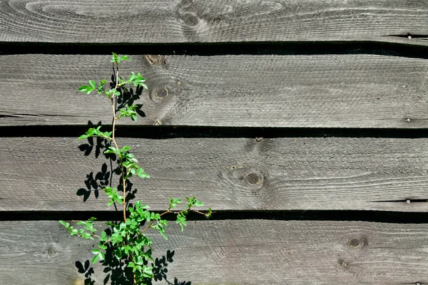 Parede de madeira velha com planta — Fotografia de Stock