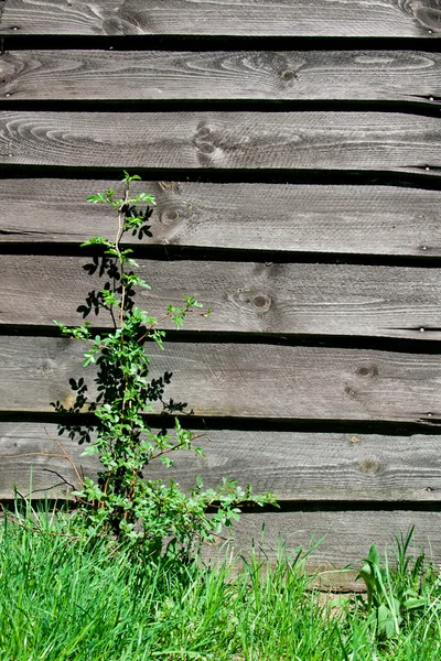 Bitki ile eski ahşap duvar — Stok fotoğraf