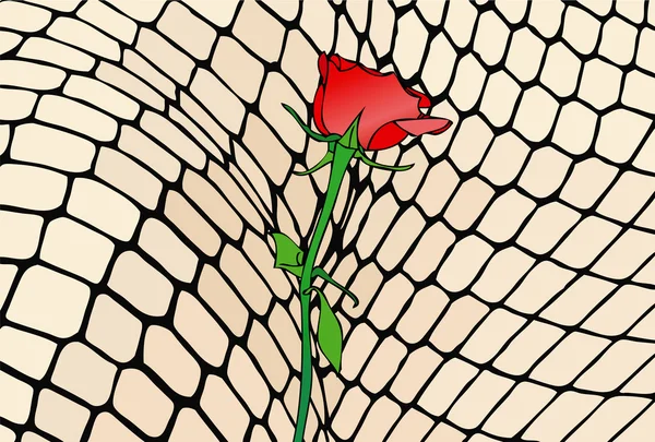 Uma rosa vermelha, símbolo da paixão — Fotografia de Stock