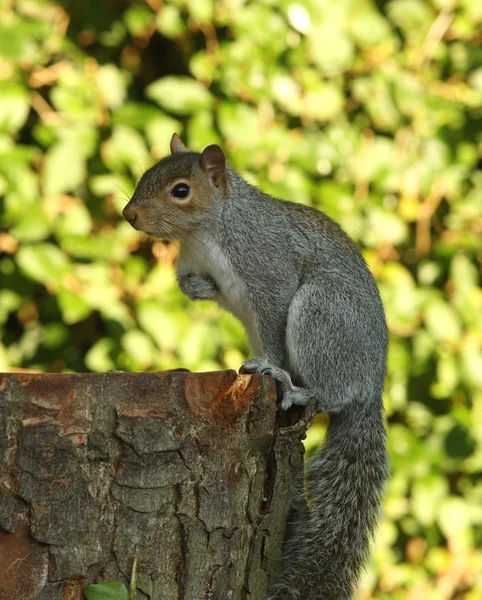 Grijze eekhoorn in de herfst — Stockfoto