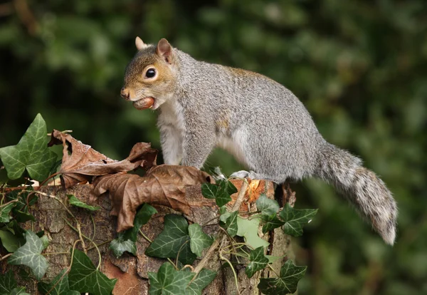 Esquilo cinzento no outono — Fotografia de Stock