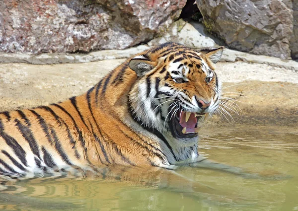 Tygrys Bengalski — Zdjęcie stockowe