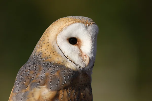 stock image Barn Owl