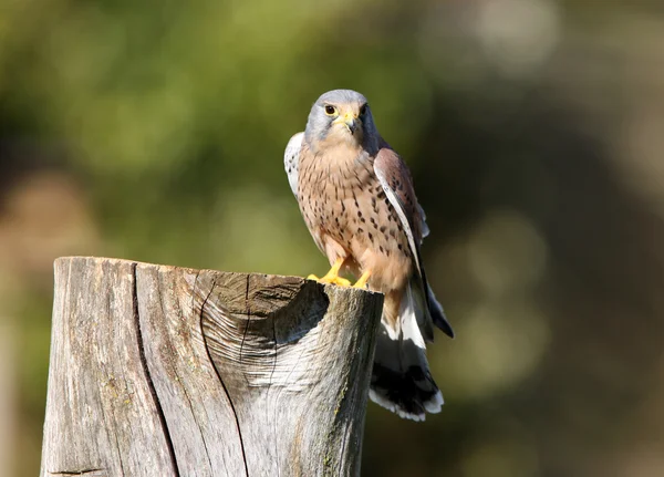 stock image Peregrine Falcon