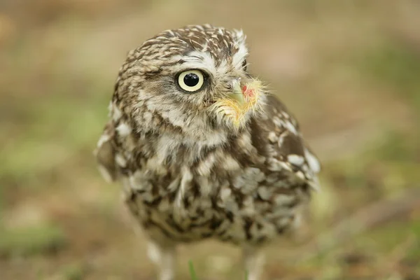 นกฮูกน้อยจอห์น Hawk — ภาพถ่ายสต็อก
