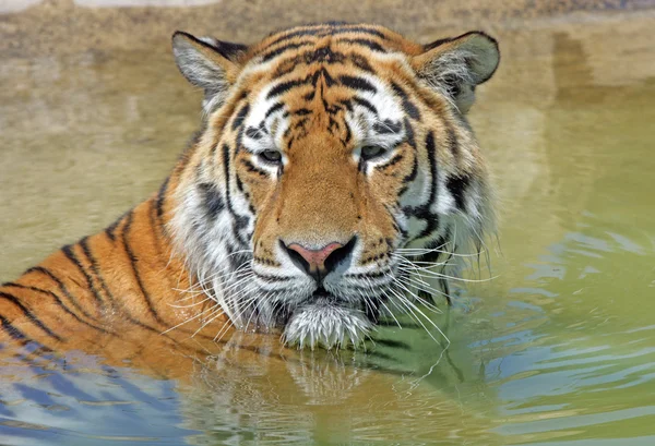 Stock image Bengal Tiger