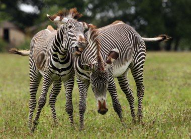 zebra mücadele