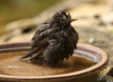 Bathing Blackbird clipart