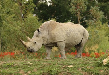 White Rhino clipart