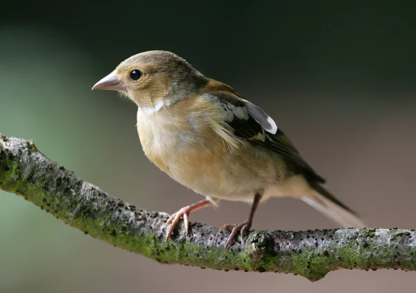 Молодий Goldfinch — стокове фото