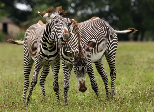 Zebra fighting — Stock Photo, Image