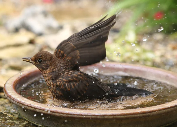 Bathing Blackbird — Stock Photo, Image
