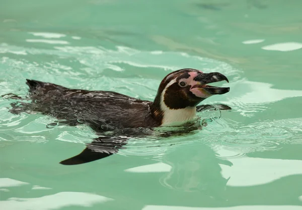 Pingüino de Humbolt — Foto de Stock