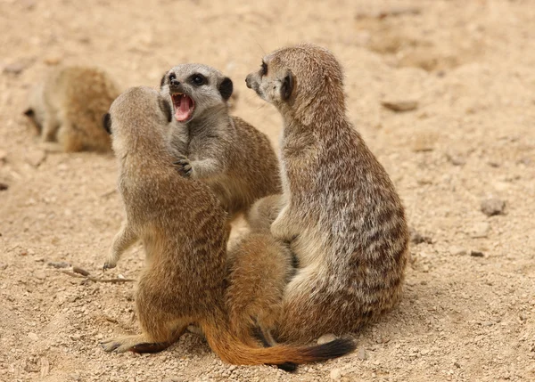 Meerkats — Stock Photo, Image