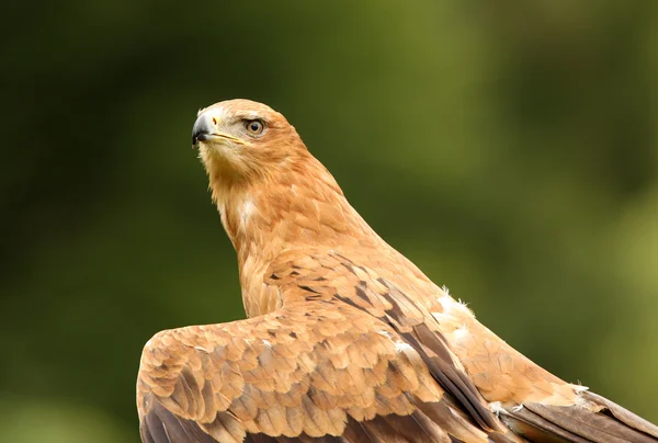 Águila Tawny — Foto de Stock