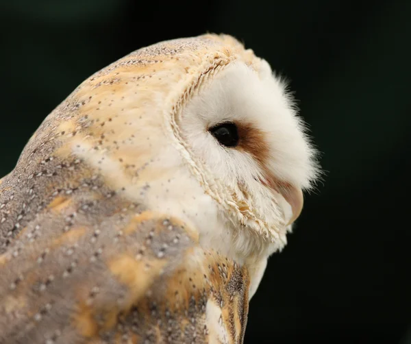 Barn Owl Stock Image