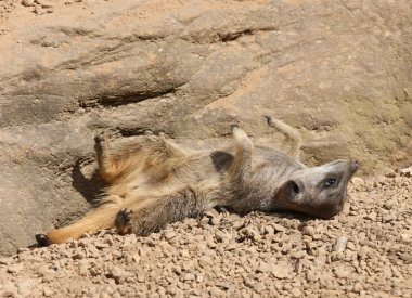 Bebek meerkat