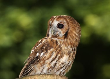 Tawny Owl clipart