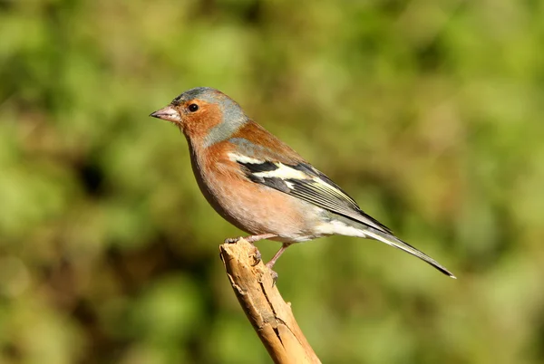 남성 chaffinch — 스톡 사진
