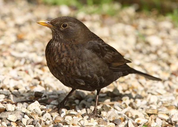 stock image Blackbird