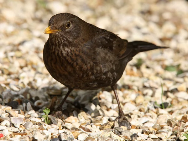 Blackbird — Fotografie, imagine de stoc