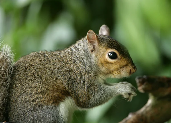 Esquilo cinzento — Fotografia de Stock