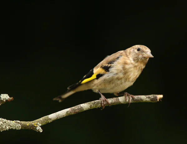 Jovem Goldfinch — Fotografia de Stock