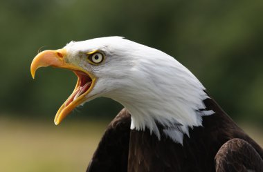 Bald Eagle clipart