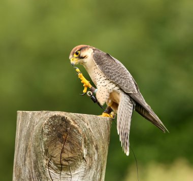 Lanner Falcon clipart